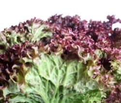 Lollo Rosso Salat