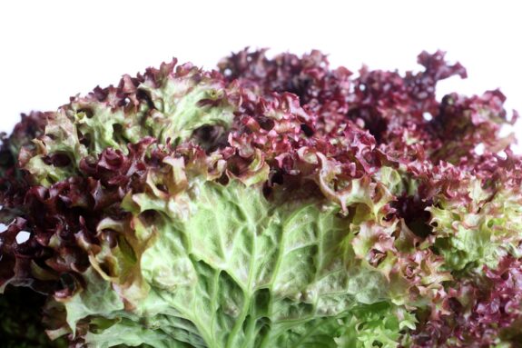 Lollo Rosso Salat