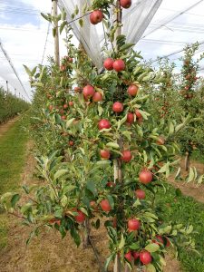 Apfelbäume mit roten Äpfeln in Reihen unter einem Netz in einer Obstplantage.