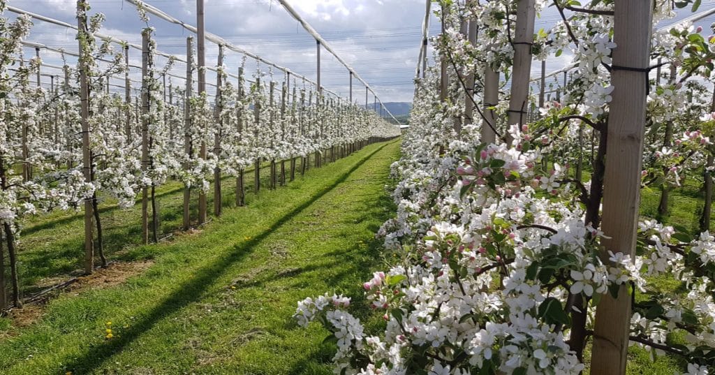 Apfelbäume Plantage