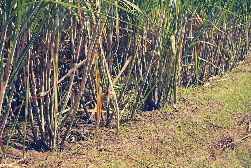 Zuckerrohrfeld: Bagasse (Zuckerrohrfasern) entsteht bei Zuckerfabrikation