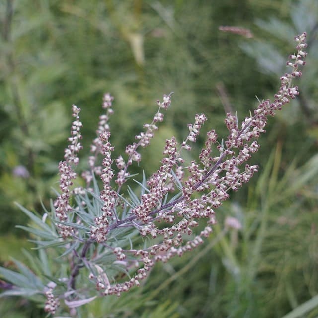 Beifuß - artemisia vulgaris Würzpflanze