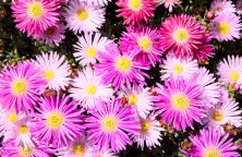 Eiskraut (Eisblume)