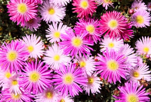 Eiskraut (Eisblume)
