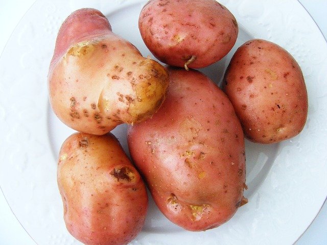 Kartoffelsorte Bamberger Hörnla