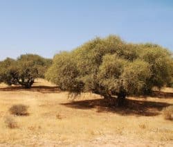Arganöl Baum in der Wüste Marokkos