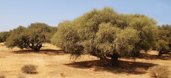 Arganöl Baum in der Wüste Marokkos