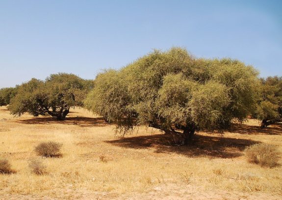 Arganöl Baum in der Wüste Marokkos