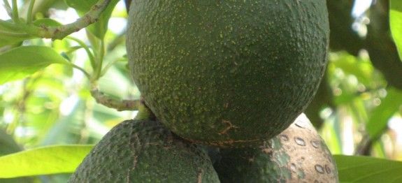 Avocados am Baum