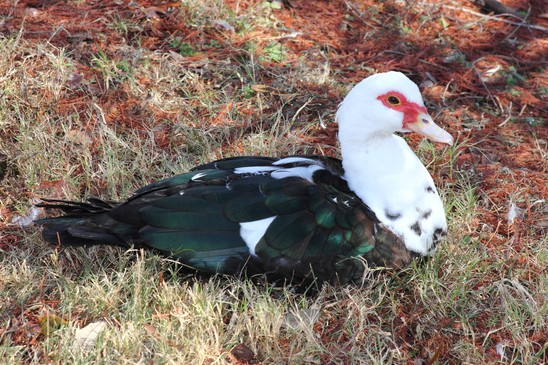 Barbarie Ente