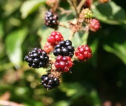 Reife und unreife Brombeeren an einem Zweig vor grünem Laub.