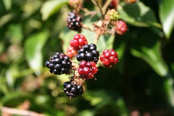 Reife und unreife Brombeeren an einem Zweig vor grünem Laub.