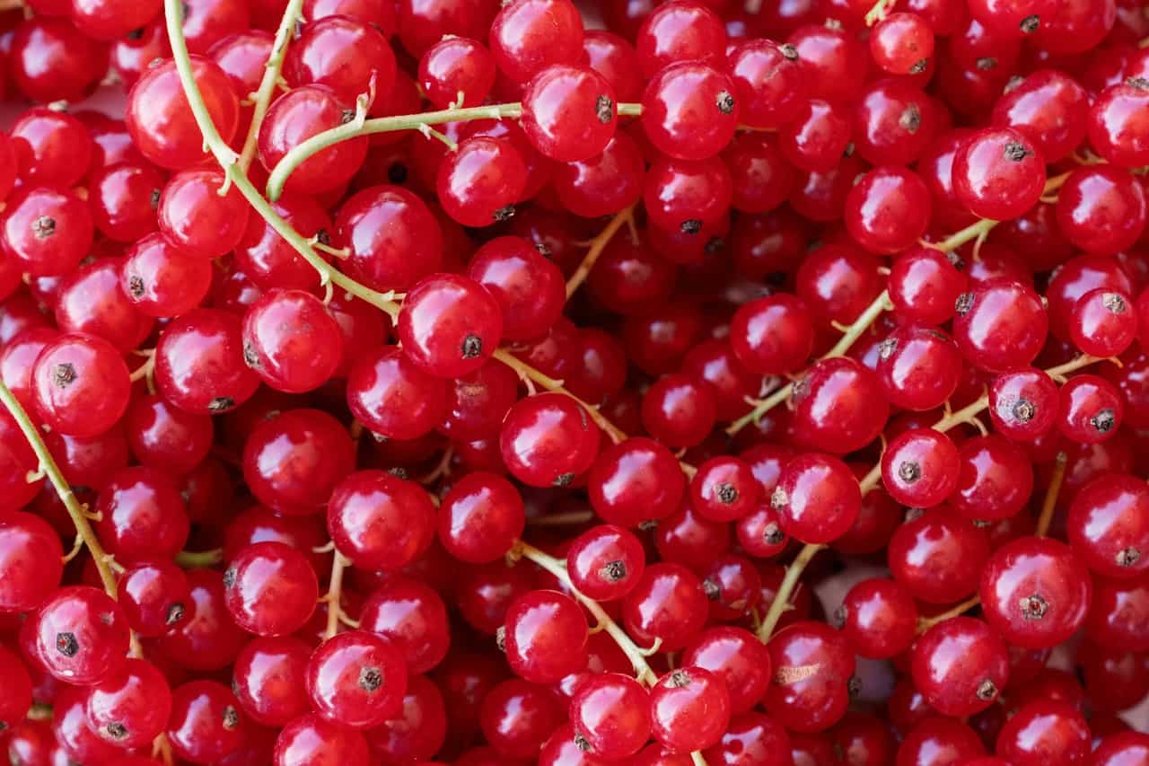 Johannisbeer Saft selber machen