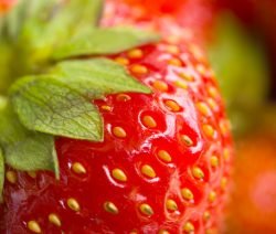 Leckere Erdbeeren für Erdbeer-Quarkknödel mit Pistazienbröseln