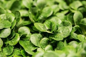 Frische grüne Blätter mit Wassertropfen bedeckt.