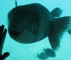 Fugu Fisch