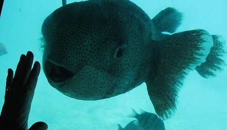 Fugu Fisch