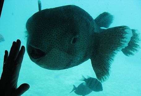 Fugu Fisch