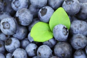 Heidelbeeren