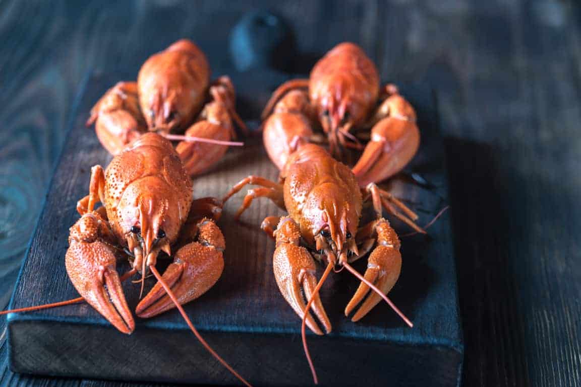 Warme Vorspeisen Rezepte