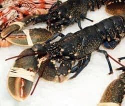 Hummer auf Eis beim Fischhändler
