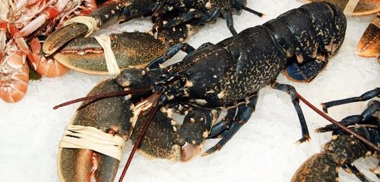 Hummer auf Eis beim Fischhändler