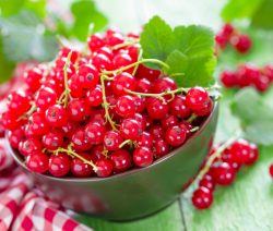 Johannisbeer Saft selbst gemacht