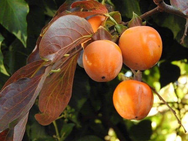 Reife Kakifrucht am Baum