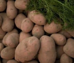 Kartoffeln liegen in einem Haufen, bedeckt von frischen grünen Dillzweigen.
