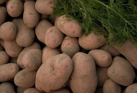 Kartoffeln liegen in einem Haufen, bedeckt von frischen grünen Dillzweigen.
