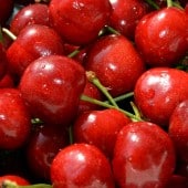 Frische rote Kirschen mit Stielen, glänzend und nass, in Nahaufnahme.