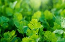 Green coriander