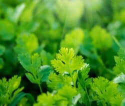 Green coriander