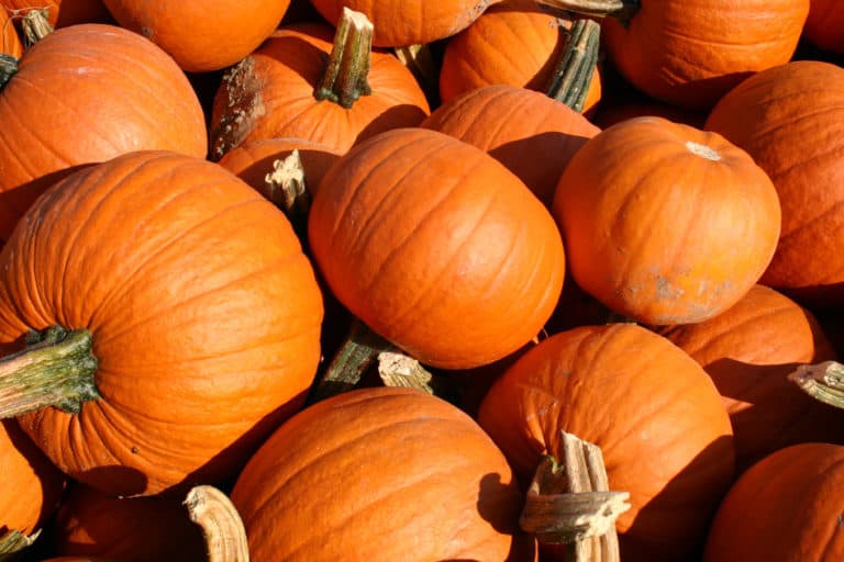 Kürbis – Das kulinarische Highlight im Herbst