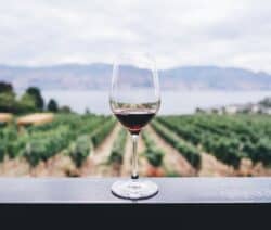 Bio-Wein: Glas Wein mit Weinbergen im Hintergrund