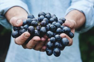 Person hält Weintrauben in den Händen 
