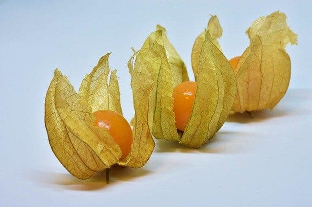 Die Kapstachelbeeren sind hierzulande als Physalis bekannt und beliebt aufgrund ihrs süß-säuerlichen Geschmacks