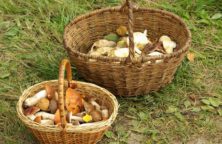 Zwei geflochtene Körbe voller Pilze stehen auf grasbedecktem Boden.