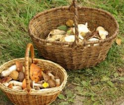 Zwei geflochtene Körbe voller Pilze stehen auf grasbedecktem Boden.