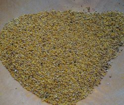 Quinoa