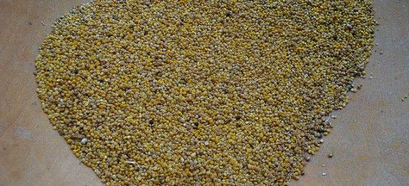 Quinoa