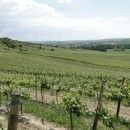 Weinberg in Rheinhessen