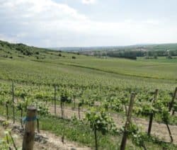 Weinberg in Rheinhessen