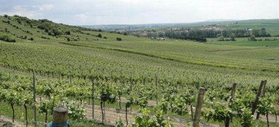 Weinberg in Rheinhessen