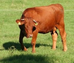 Eine braune Kuh steht auf einer grünen Wiese, umgeben von einem dünnen Drahtzaun.