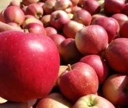 roter Apfel Apfelanbau