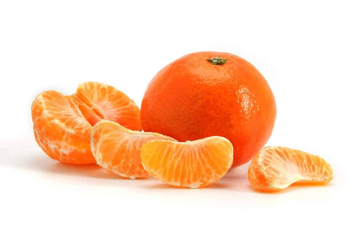 Zitruspflanze Satsuma