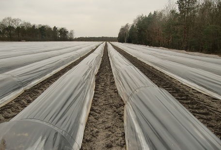 Lange Reihen von mit Plastikfolie bedeckten Feldern erstrecken sich bis zum Horizont, umgeben von Bäumen.