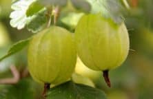 Zwei grüne Stachelbeeren hängen an einem Zweig mit grünen Blättern.