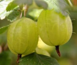 Zwei grüne Stachelbeeren hängen an einem Zweig mit grünen Blättern.